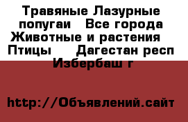 Травяные Лазурные попугаи - Все города Животные и растения » Птицы   . Дагестан респ.,Избербаш г.